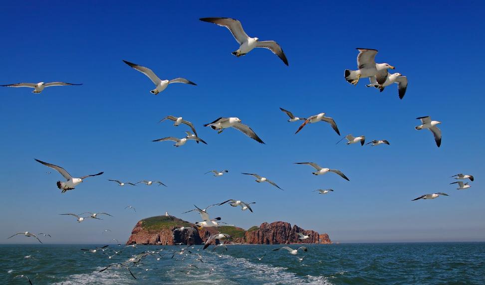 春季去哪里看鸟比较好？山东荣成海驴岛万鸟齐鸣，翱翔天际