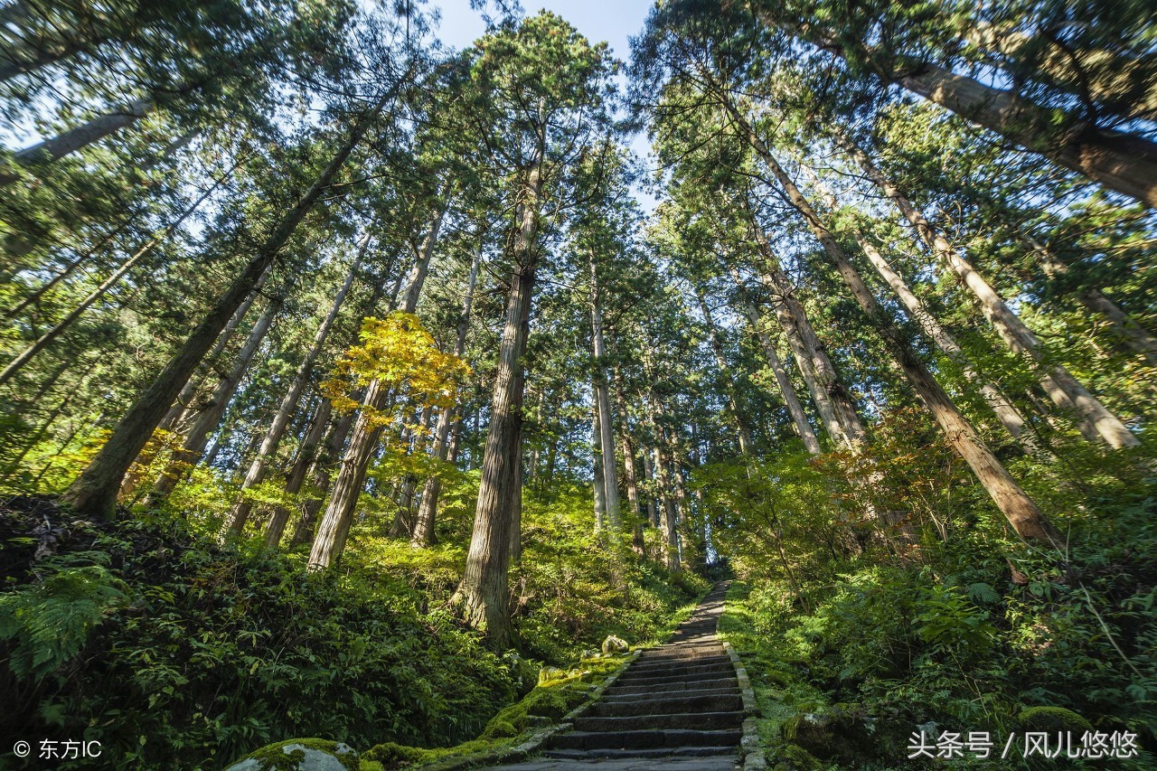 什么杉木板便宜又好,2米10公分杉木价格