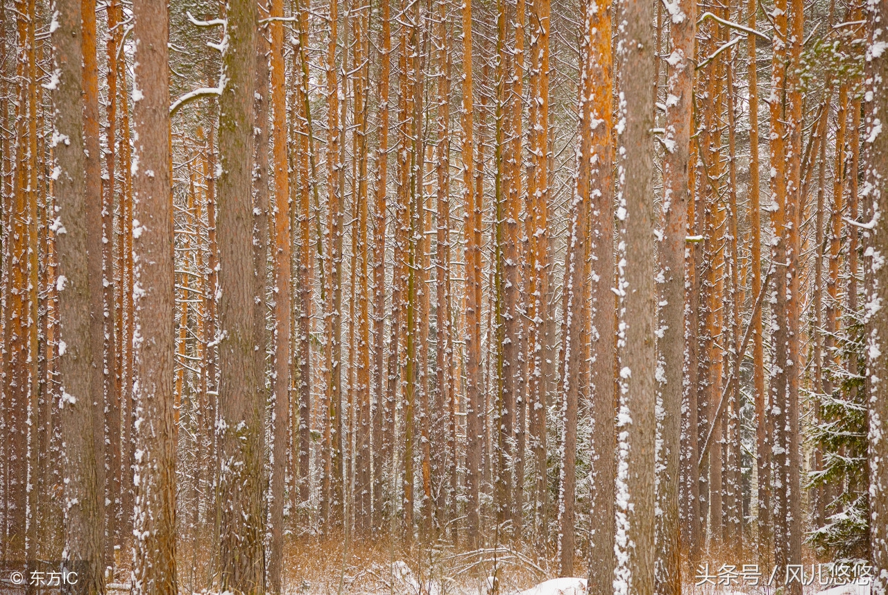 什么杉木板便宜又好,2米10公分杉木价格