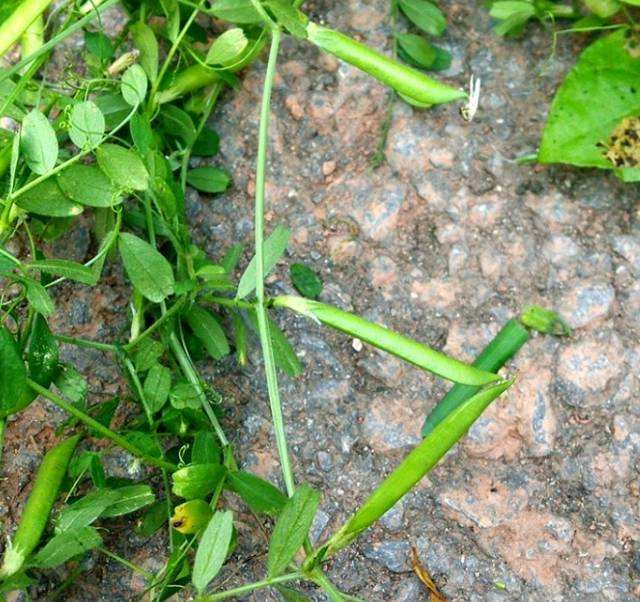 野豌豆口哨声音,野豌豆吹哨子