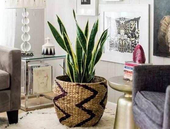 吸甲醛最好的绿植是什么,吸甲醛的绿植哪个最好