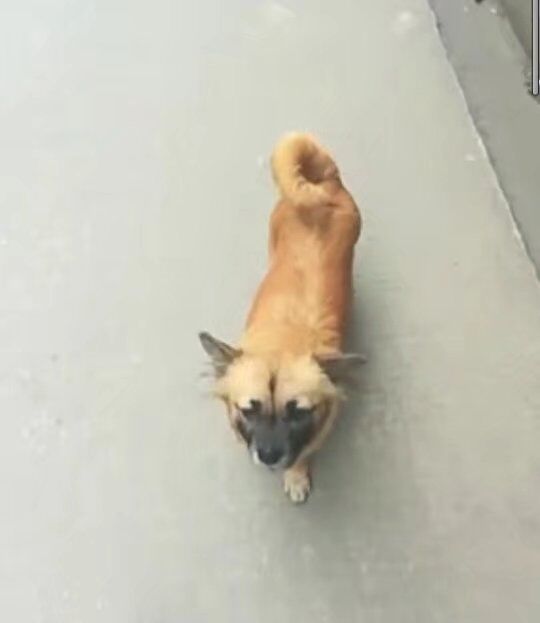 武昌理工学院的樱花,武昌理工学院回忆