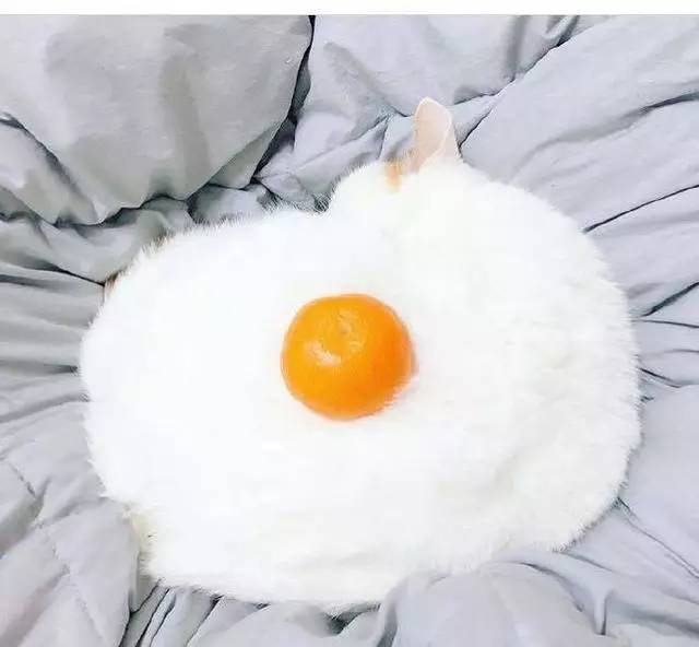 一张猫咪和橘子的照片，各家搜索引擎能识别出来吗？