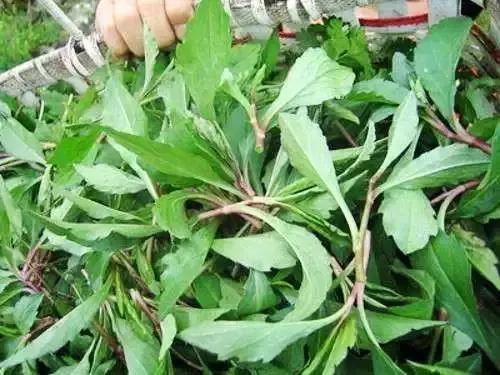 余庆野菜,余庆好吃的推荐