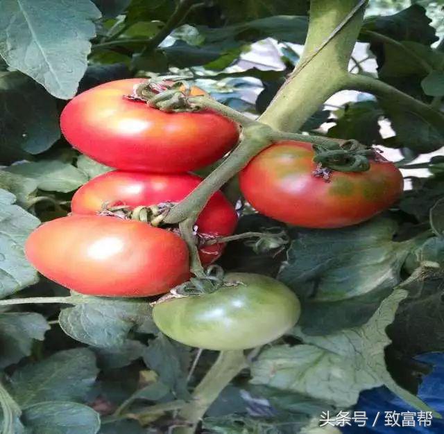 一周内致富锦囊,过去一周致富信息