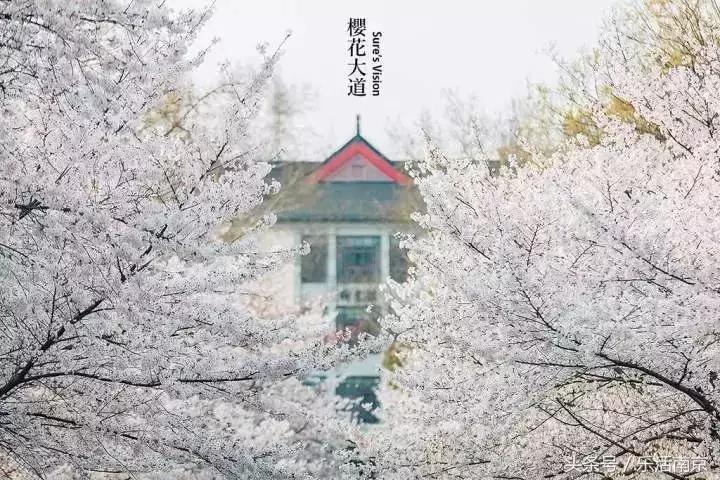南京赏花季攻略,南京春季赏花时间