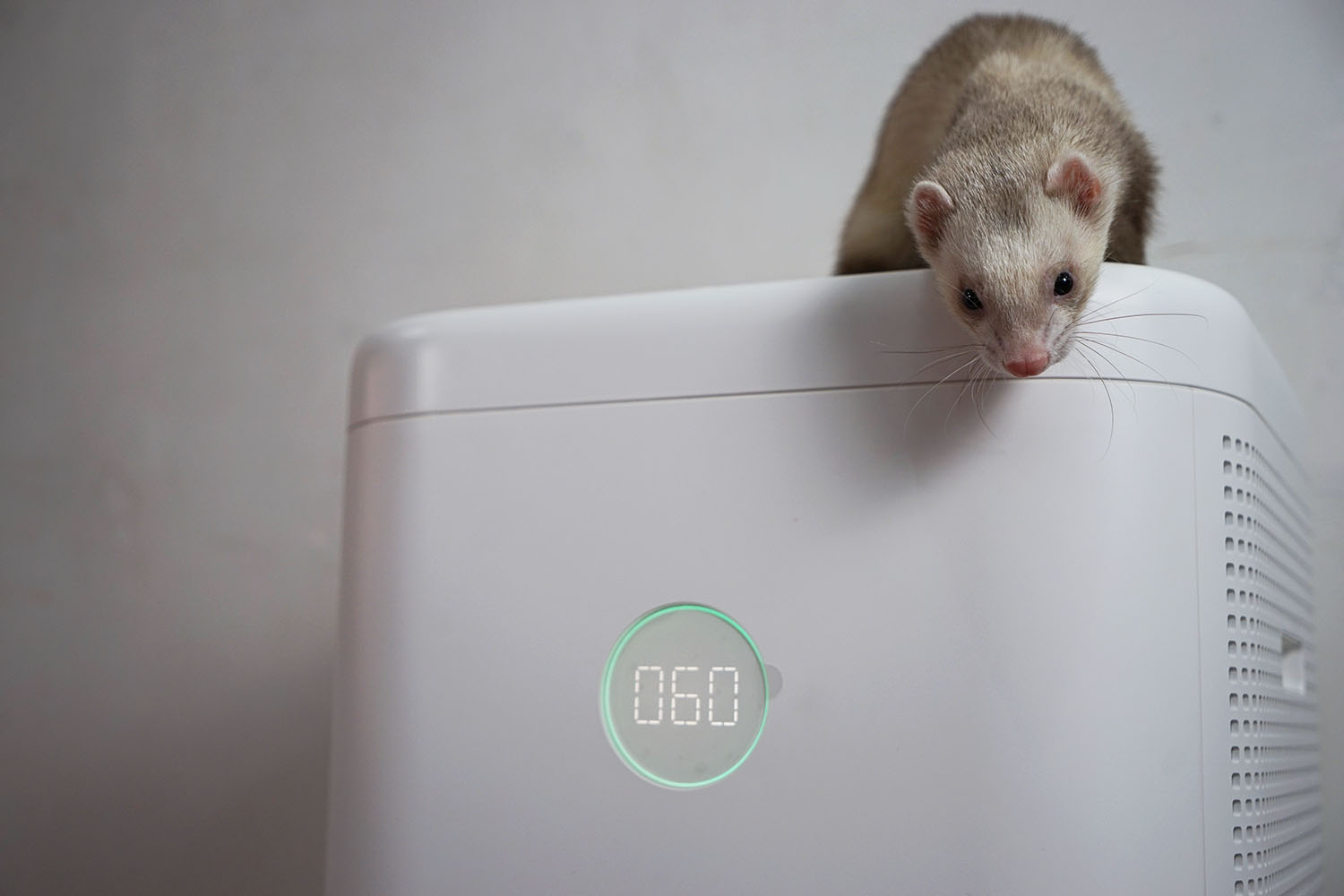 空气净化器除宠物屎味吗,空气净化器能去除宠物异味吗