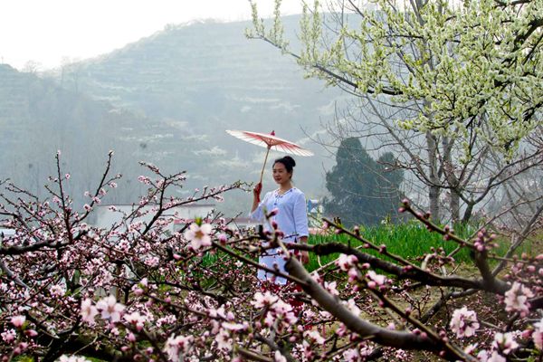 桃花深处赏桃花,桃花坞里桃花庵