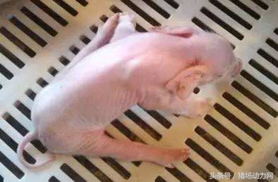 怀孕母猪后腿肿怎么治,母猪产后小猪瘸腿是怎么回事