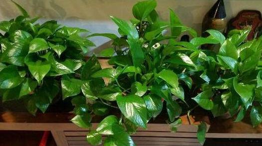 隔壁老奶奶养绿萝，都爬到我家来了！她告诉我绿萝要这么养！