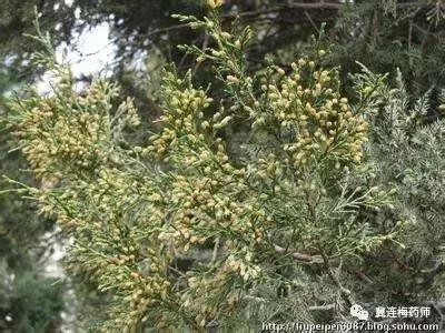 过敏性鼻炎不用怕一招就能搞定,对付鼻炎的好东西