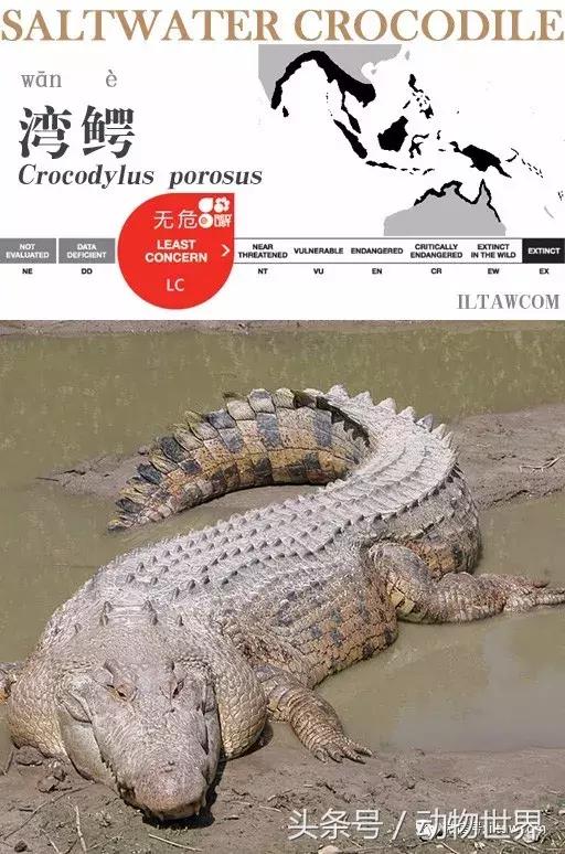 扬子鳄被称为古老的爬行动物,新生代爬行动物巨鳄