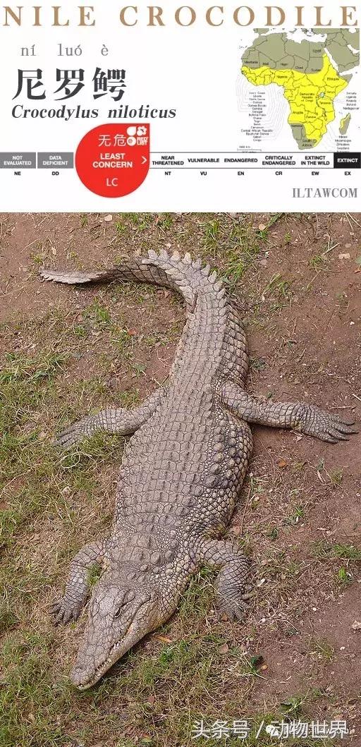 扬子鳄被称为古老的爬行动物,新生代爬行动物巨鳄