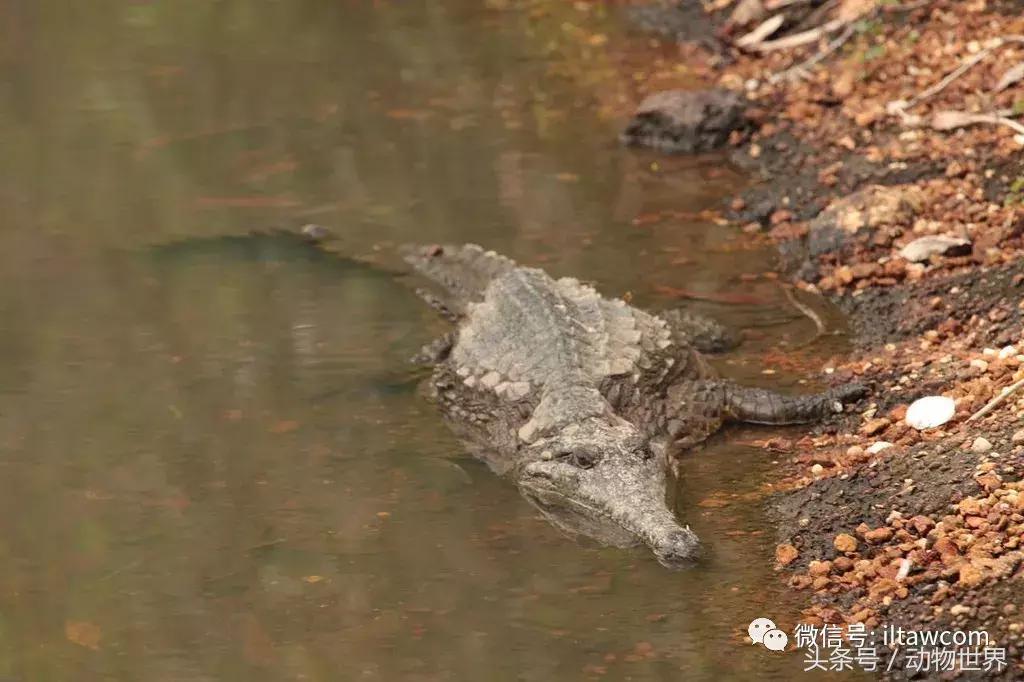 扬子鳄被称为古老的爬行动物,新生代爬行动物巨鳄