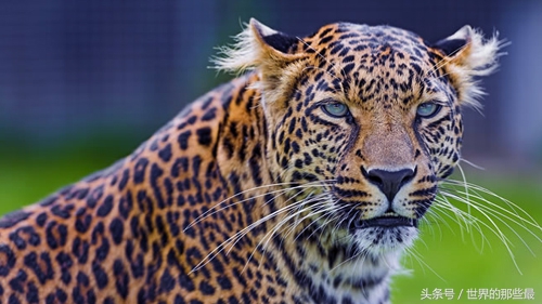 如果花豹和老虎一样大谁更厉害,老虎花豹单挑