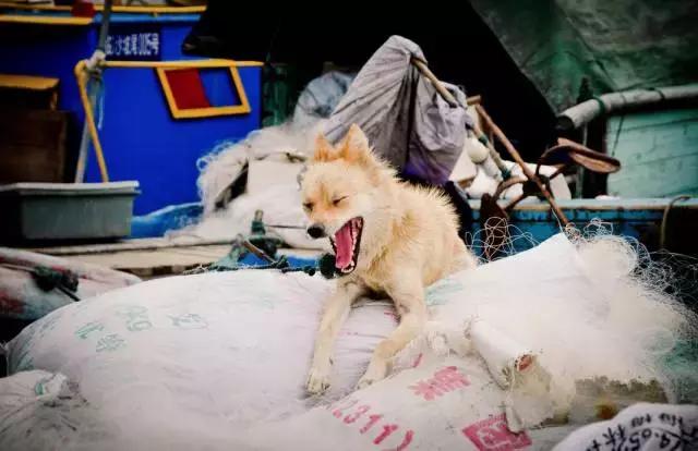 真正的厦门是什么样子,真实的厦门怎么样