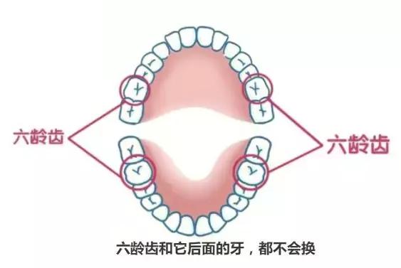 双排牙预防方法,预防孩子双排牙有什么方法