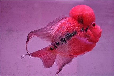 鸿运罗汉鱼饲养教程,罗汉鱼的饲养方法是什么