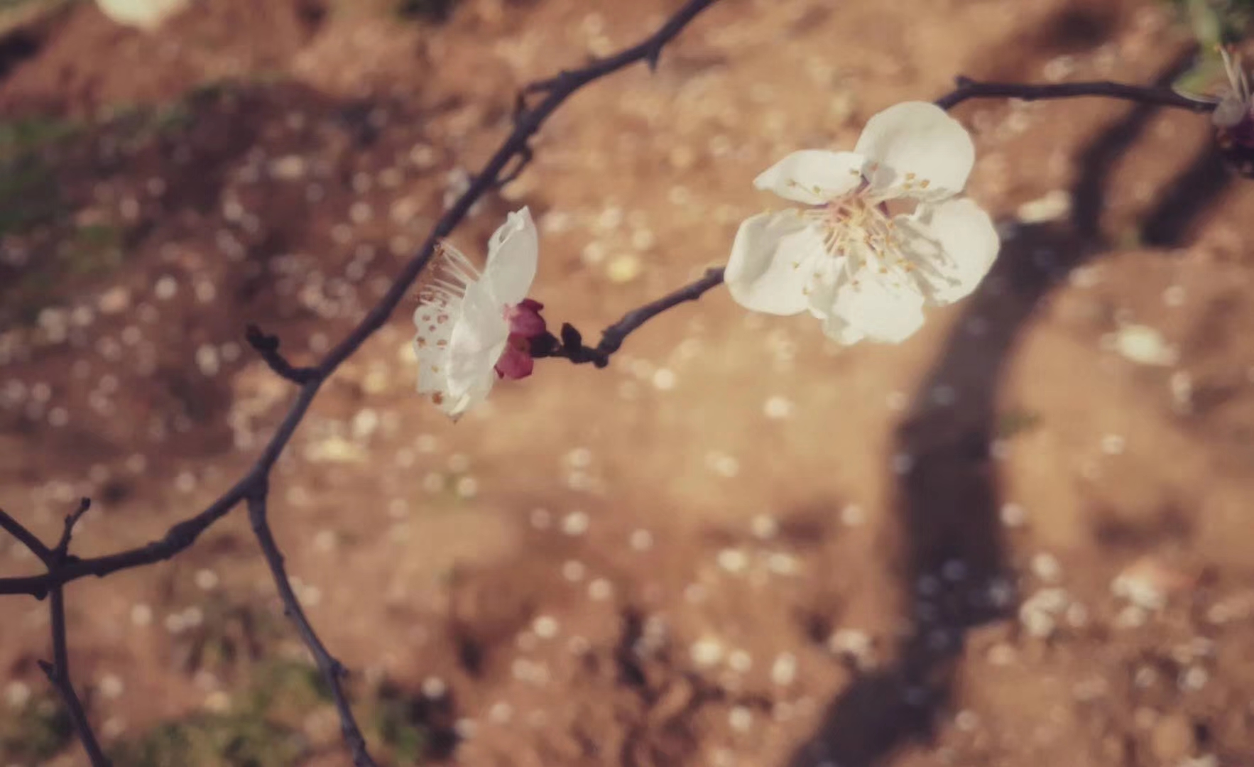 户口本上出生日期和实际上不一样,户籍出生日期和出生证明日期不符