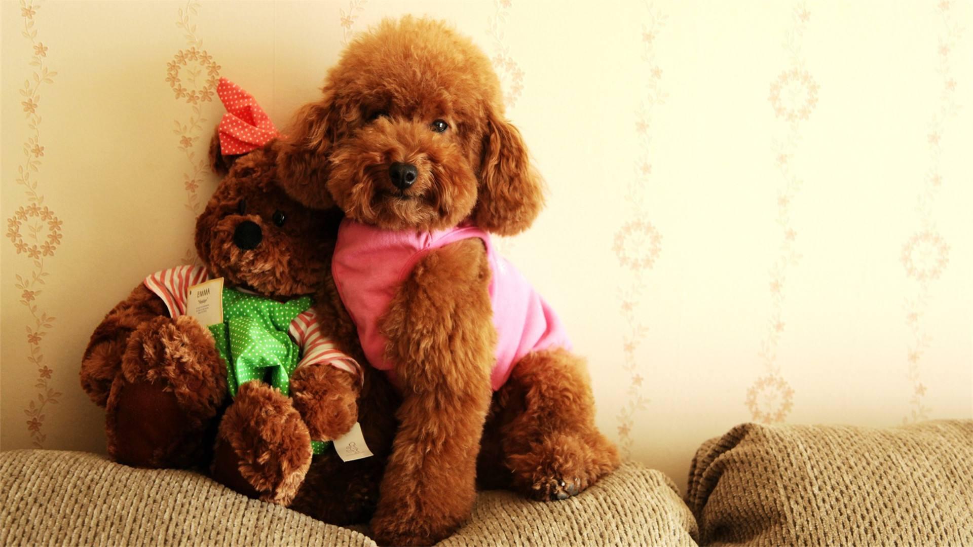 最受欢迎的前十种狗狗,最受欢迎的10种狗狗排行榜