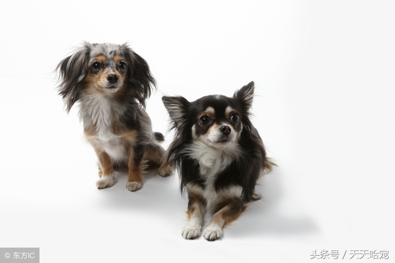 小狗狗体味重如何去除,如何消除狗狗身上的体味