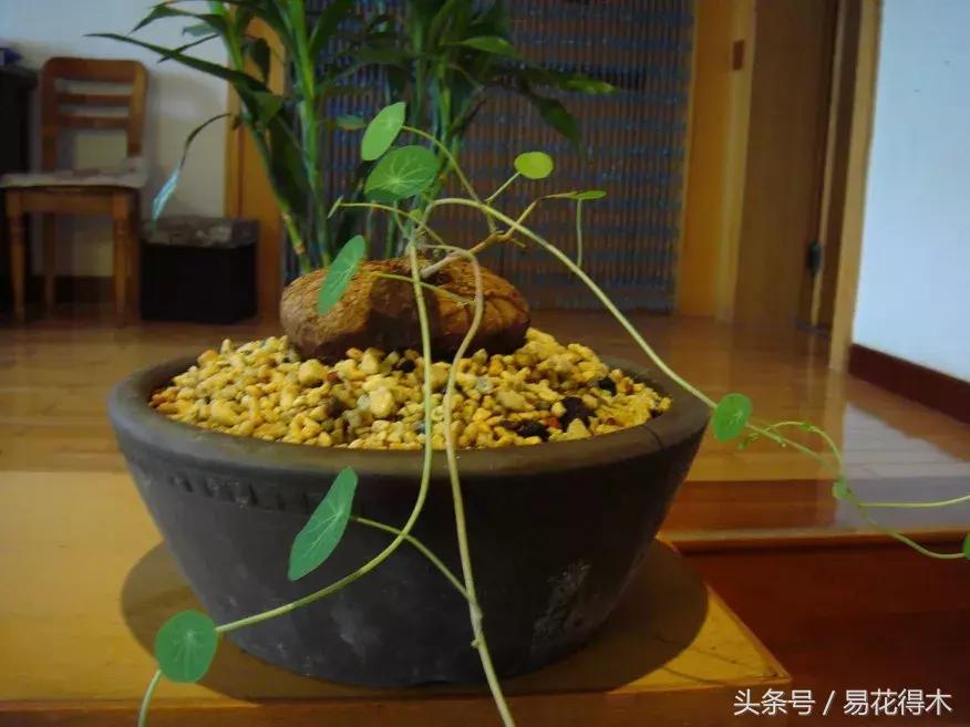 山乌龟怎么养才长得好看,山乌龟大小有区别吗怎么养