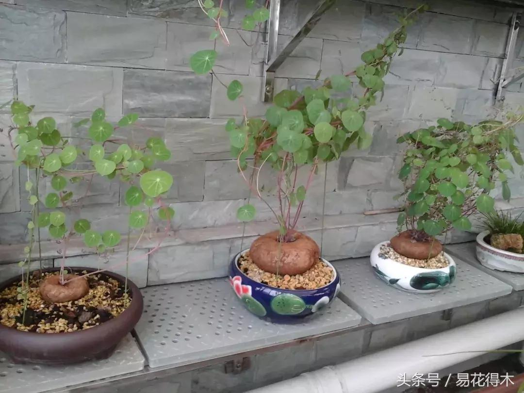 绿植山乌龟的养护方法有哪些,山乌龟的饲养方法与技巧