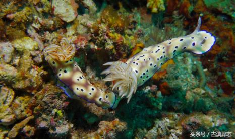 海兔的十大禁忌,海兔危险事件