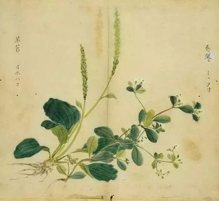 草色青青，芣苡以行，采一片芬芳，留住易逝的时光