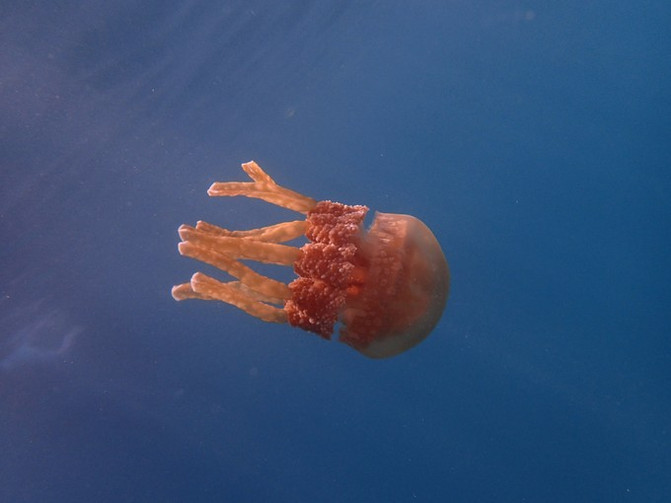 太平洋有名的海岛,太平洋岛国帕劳地理位置
