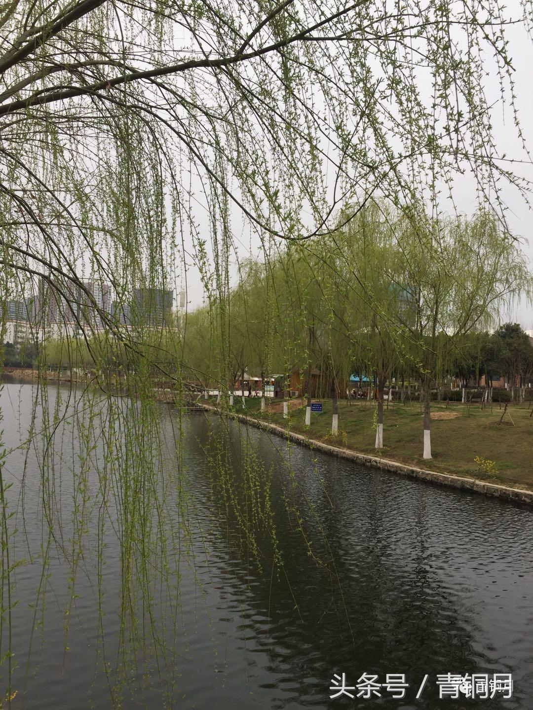 春季野生美食做法家常菜,春季特色美食做法家常菜