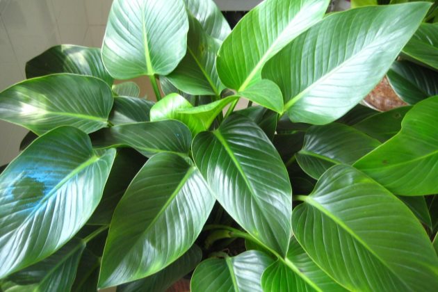 金钻浇了自来水怎么办,金钻浇水多了怎么办