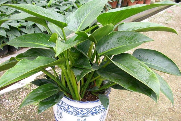 金钻浇了自来水怎么办,金钻浇水多了怎么办