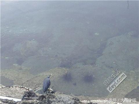 悠哉的沙巴行空气清新重要的是接机仅需1元