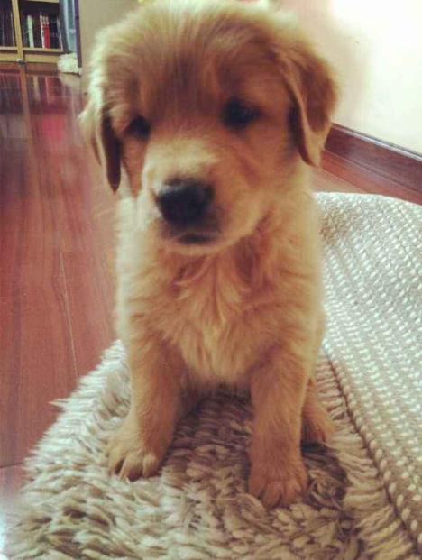 金毛乱拉,金毛狗狗乱拉粑粑怎么教育