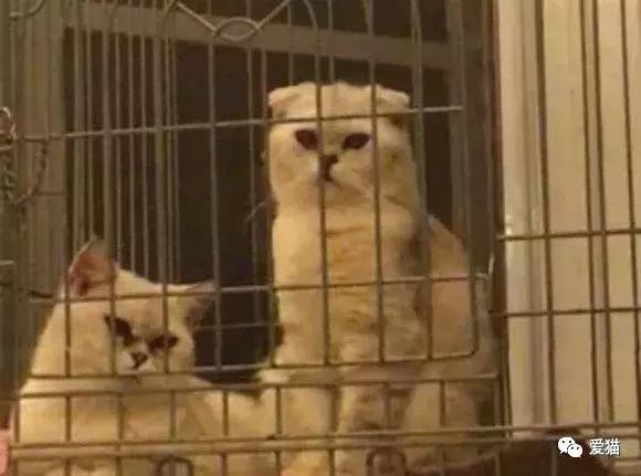 后院猫安乐死,在猫舍买的猫三天就死了