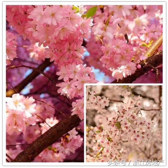 平湖这个城市值得去吗,平湖这几年发展得怎么样