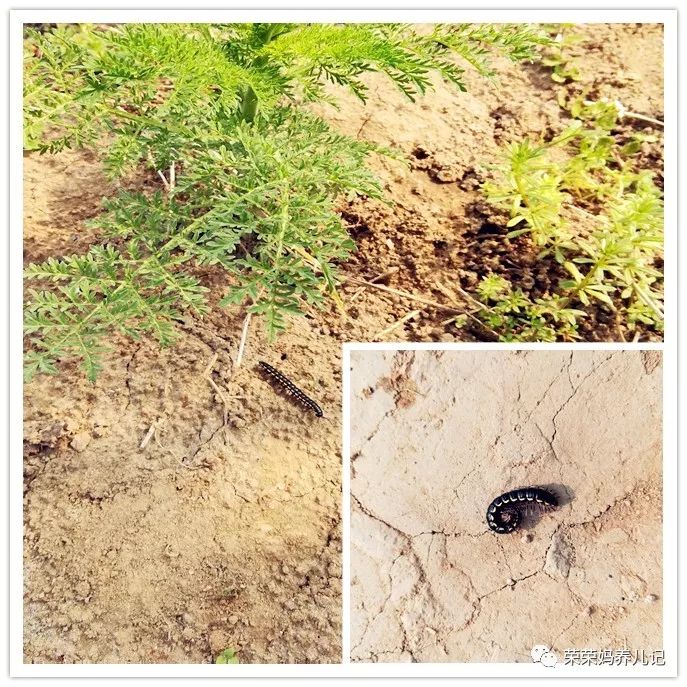 春暖花开别人出去春游,春暖花开溜娃的好地方