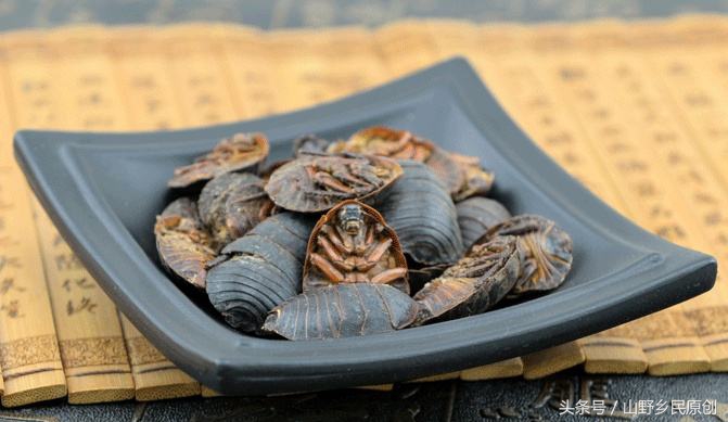 土元养殖被骗怎么处理,土元养殖骗局大揭秘央视