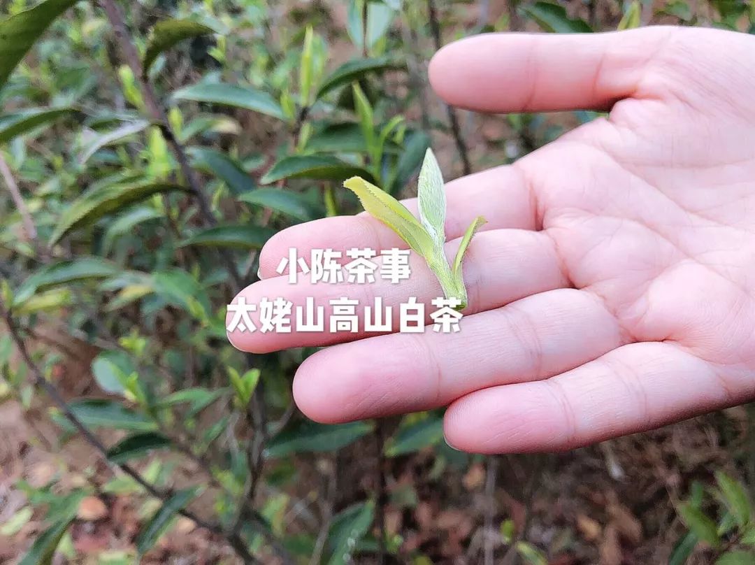 傍大师，认品牌，这些不懂茶的白茶掌柜有点“飘”了！