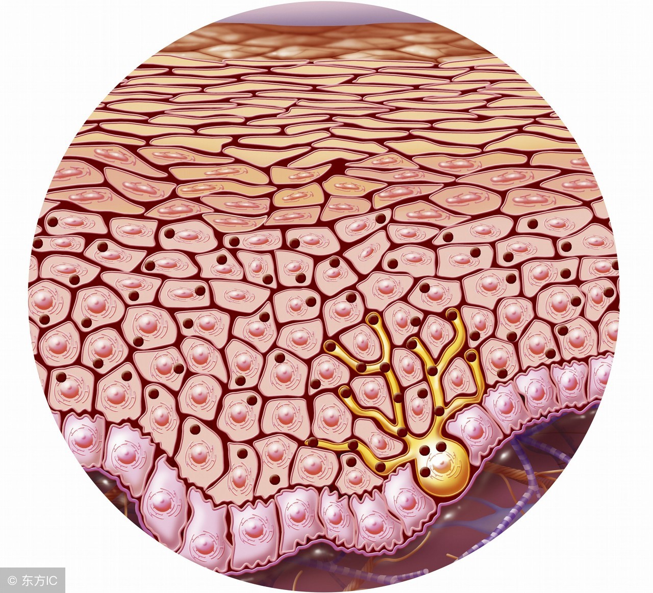 孕晚期分泌物增多是怎么引起的，如何应对？