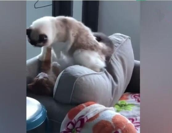 猫生气了我们怎么哄它,把猫关阳台生气了怎么哄它