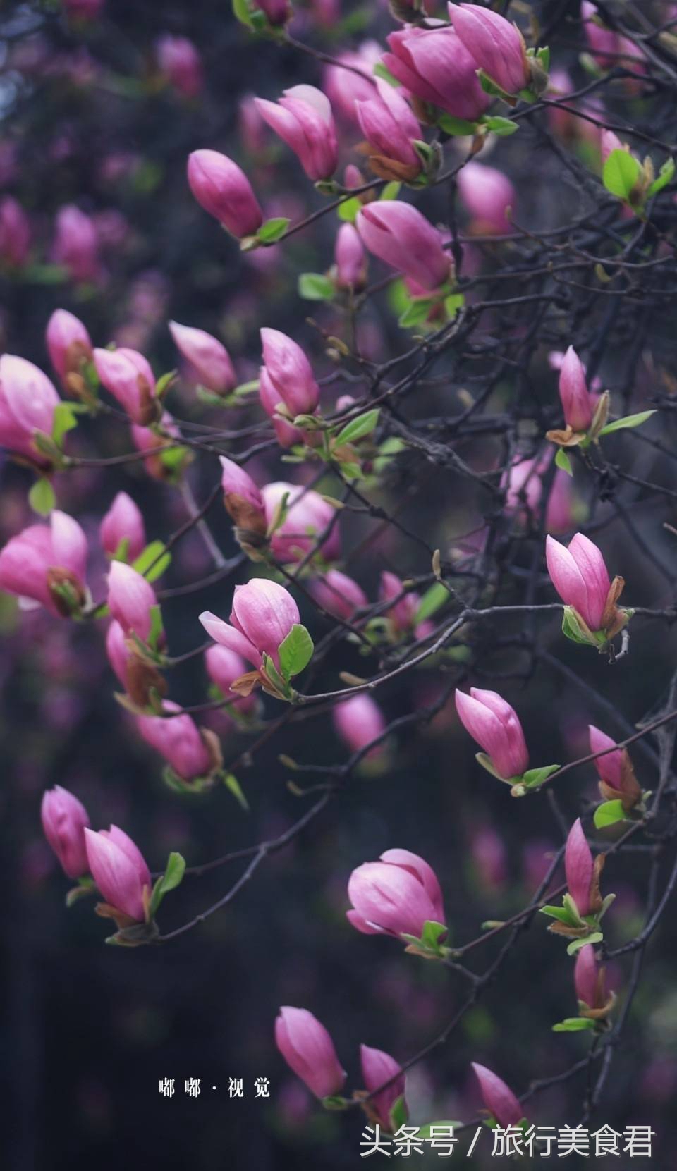 西安最美花路,西安哪条街花好看