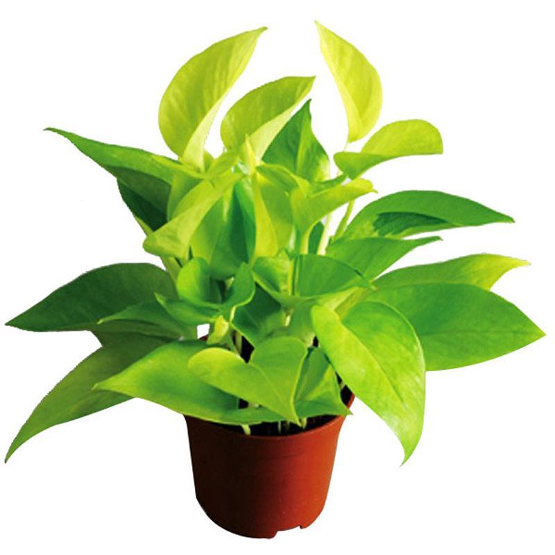 盆栽绿萝变大盆绿萝,绿萝怎么养才会爆盆