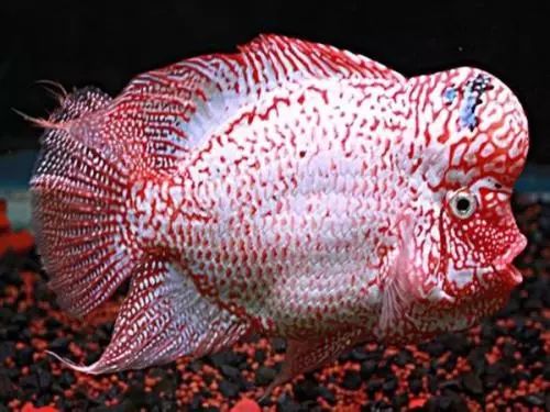 金花罗汉鱼饲养技巧,火凤罗汉鱼饲养方法