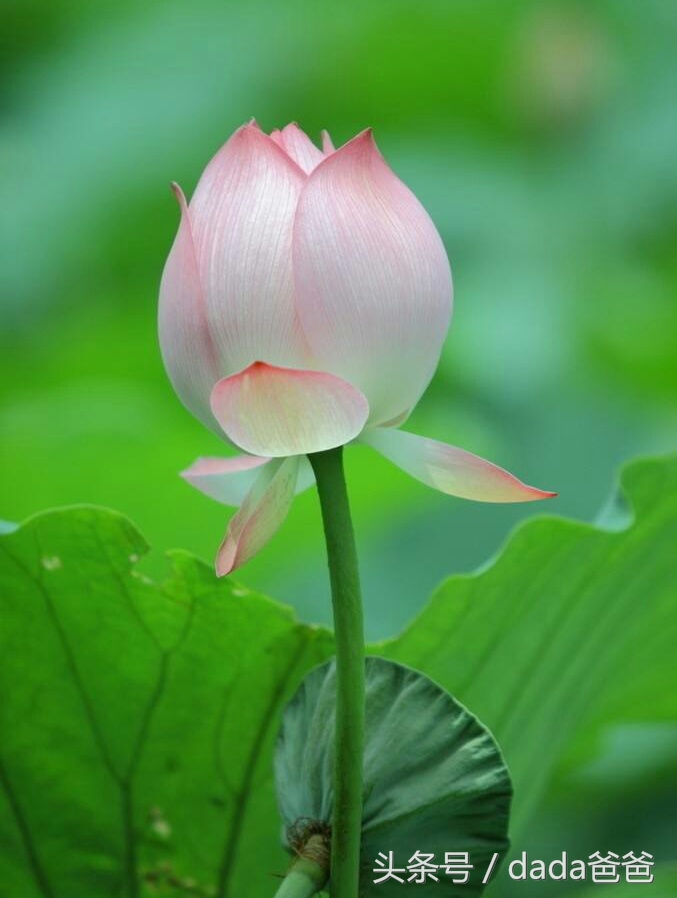 赞美荷花出淤泥而不染的古诗,赞美荷花出淤泥而不染特点的文章