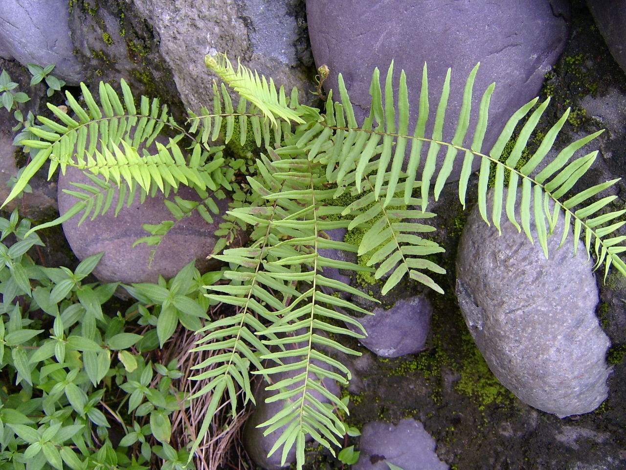 此物十分珍贵,若生长在你家墙角,别拔除价值大