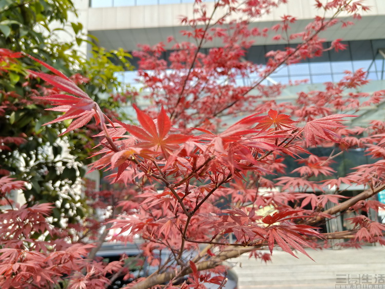 oppor15值得购买的3大理由,oppor15和oppor15标准版哪个好