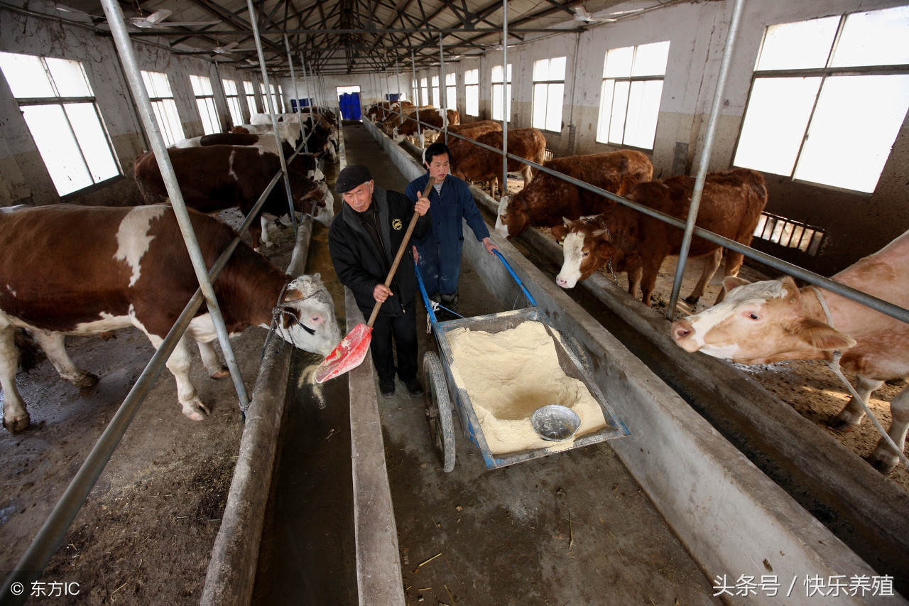 养30头牛一年利润与成本,养50头牛如何年入100万
