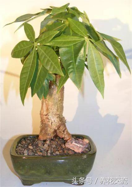 家里盆栽发财树叶子枯萎怎么养护,家里的发财树叶子枯萎怎么办